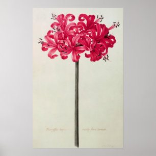 Amaryllis Sarniensis eller pingstlilja Poster