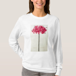 Amaryllis Sarniensis eller pingstlilja Tee
