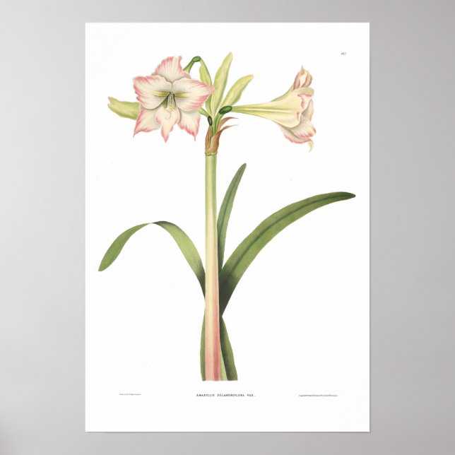 Amaryllis solandriflora poster (Framsidan)