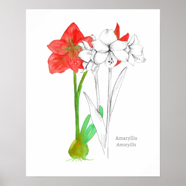 Amaryllis-språket i blomsterlöksväxten poster (Framsidan)
