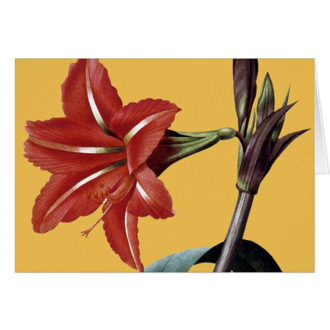 Amaryllis Stripe OBS Kort (Framsidan Horizontal)