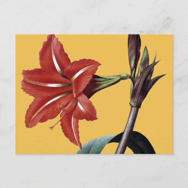 Amaryllis Stripe Vykort (Framsida)