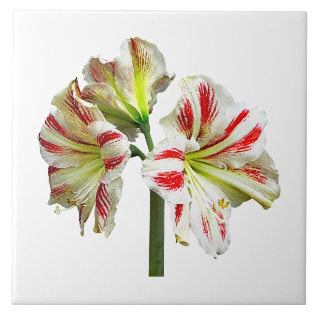 Amaryllis Sydney Kakelplatta (Framsidan)