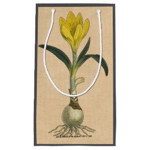 Amaryllis Tulip Botanical Garden Flower