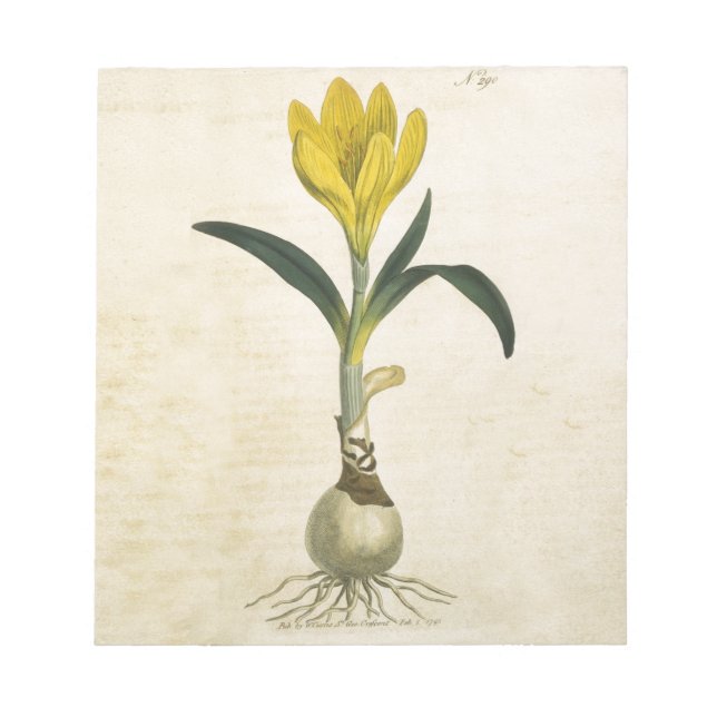 Amaryllis Tulip Botanical Garden Flower Anteckningsblock (Framsida)