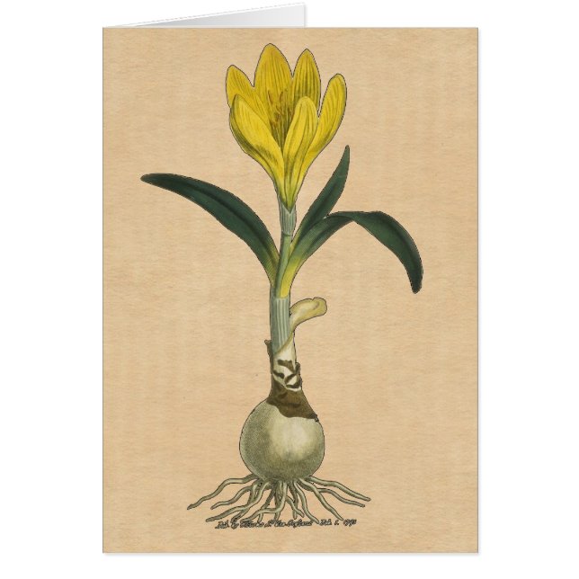 Amaryllis Tulip Botanical Garden Flower Hälsningskort (Framsidan)