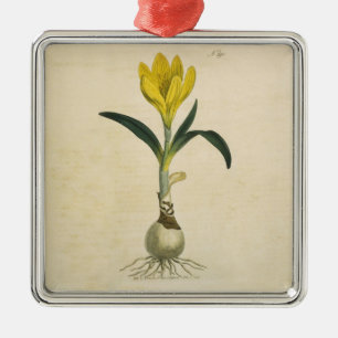 Amaryllis Tulip Botanical Garden Flower Julgransprydnad Metall