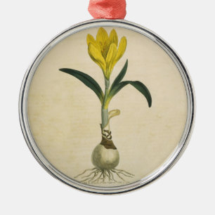 Amaryllis Tulip Botanical Garden Flower Julgransprydnad Metall