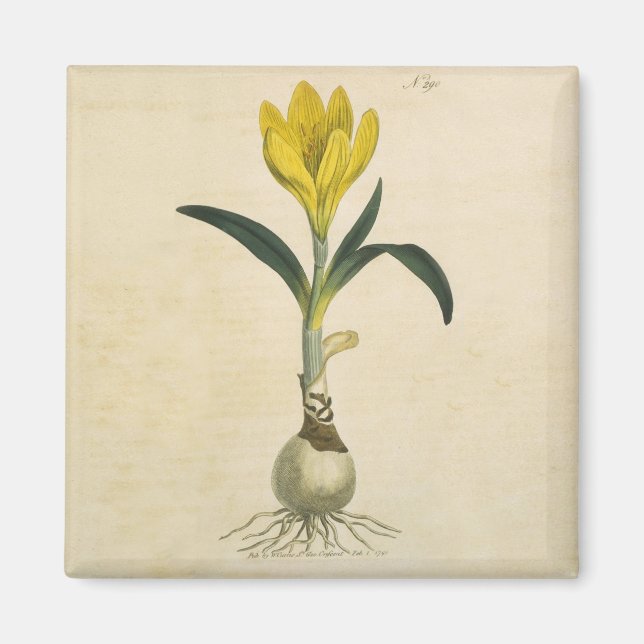 Amaryllis Tulip Botanical Garden Flower Magnet (Framsidan)