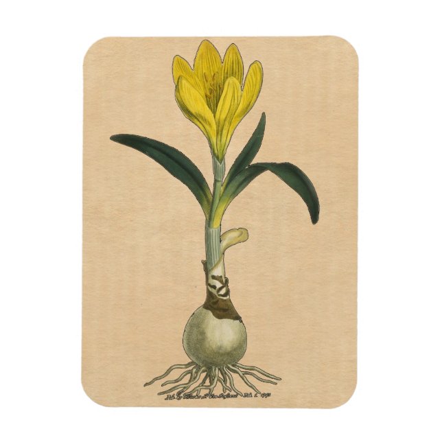 Amaryllis Tulip Botanical Garden Flower Magnet (Vertikal)
