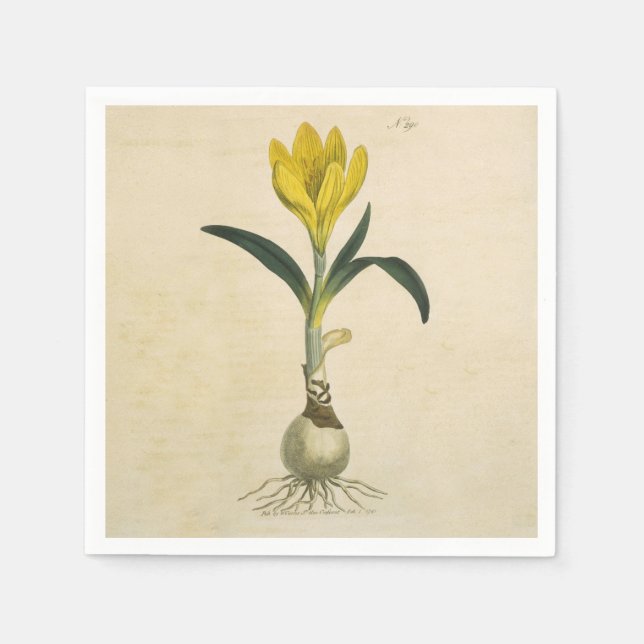 Amaryllis Tulip Botanical Garden Flower Pappersservett (Framsidan)