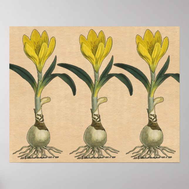 Amaryllis Tulip Botanical Garden Flower Poster (Framsidan)