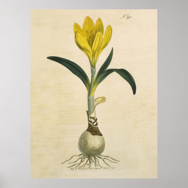 Amaryllis Tulip Botanical Garden Flower Poster (Framsidan)