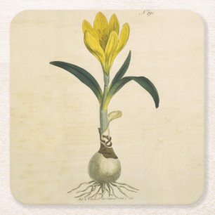 Amaryllis Tulip Botanical Garden Flower Underlägg Papper Kvadrat