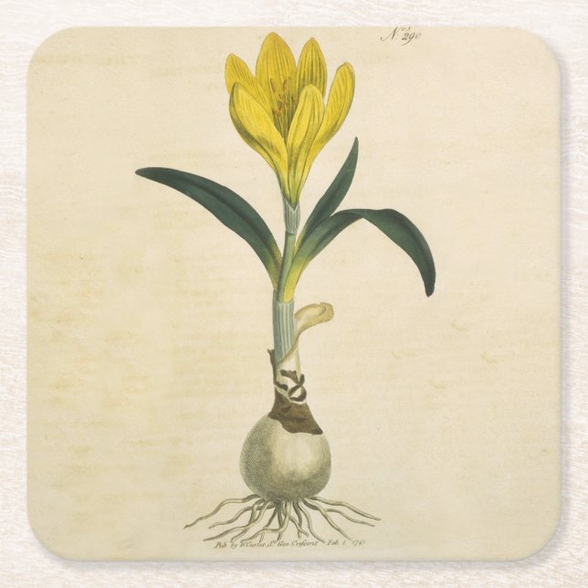 Amaryllis Tulip Botanical Garden Flower Underlägg Papper Kvadrat (Framsidan)