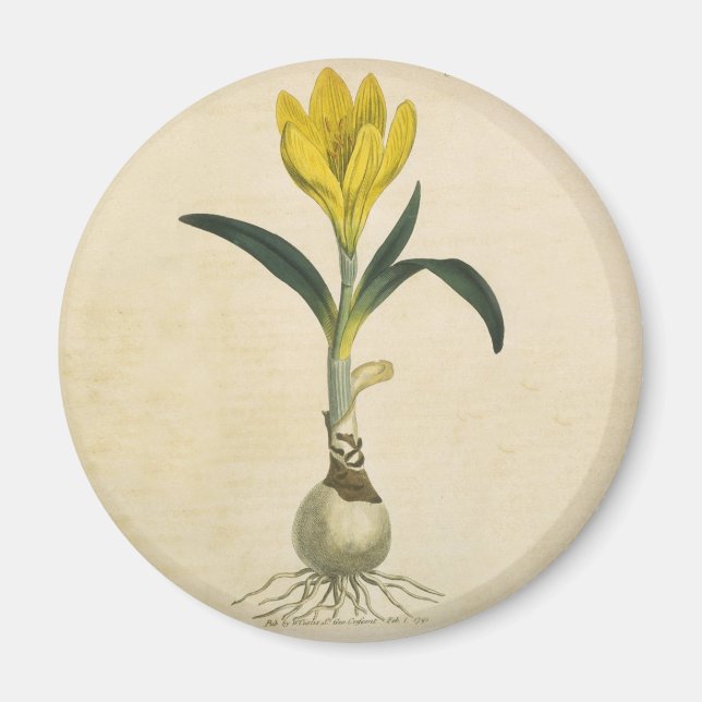 Amaryllis Tulpan Botanisk Trädgård Blomma Magnet (Framsidan)