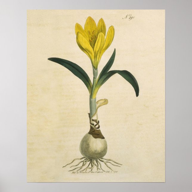 Amaryllis Tulpan Botanisk Trädgård Blomma Poster (Framsidan)