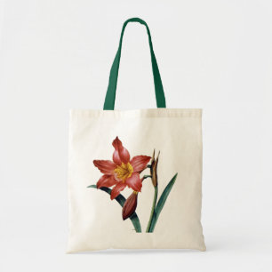 Amaryllis Tygkasse
