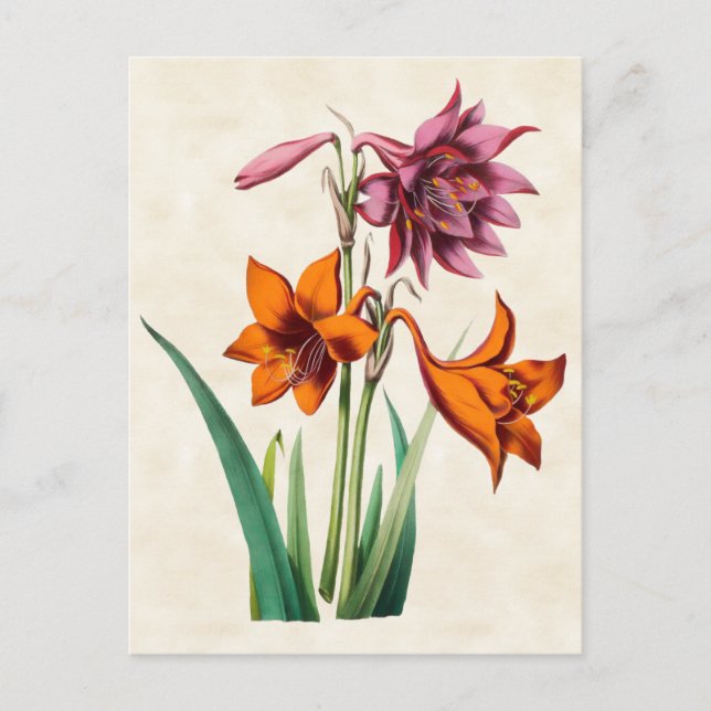 Amaryllis Vintage Botanical Vykort (Framsida)