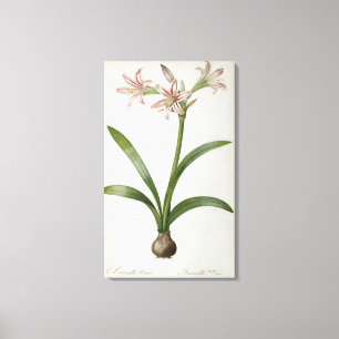Amaryllis Vittata Canvastryck
