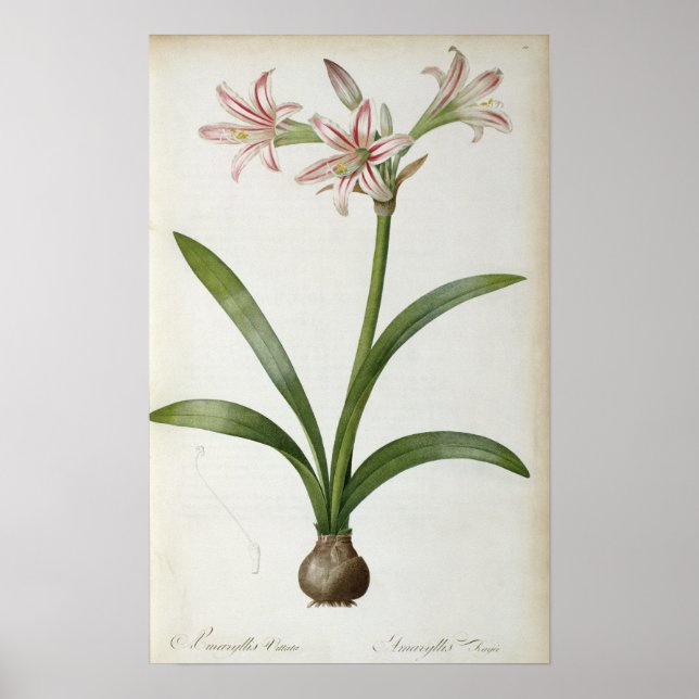 Amaryllis Vittata Poster (Framsidan)