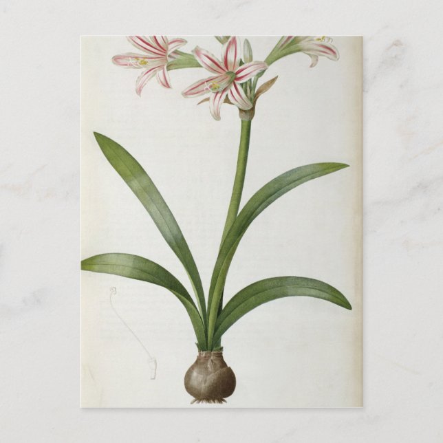 Amaryllis Vittata Vykort (Framsida)