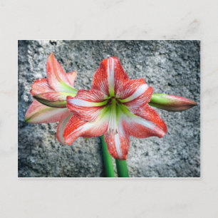Amaryllis Vykort