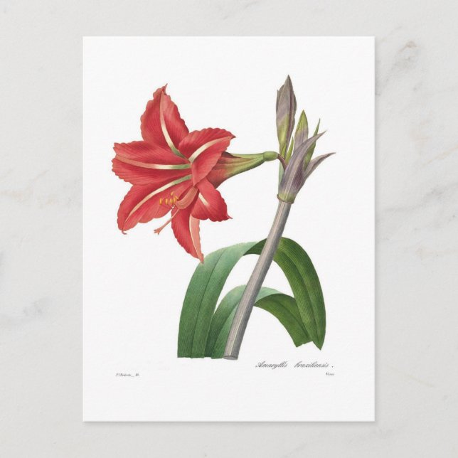 Amaryllis Vykort (Framsida)