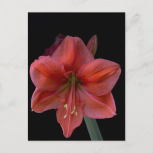 Amaryllis Vykort