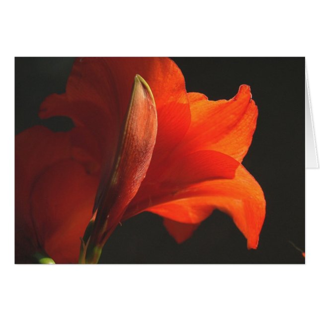 AmaryllisAndBud Hälsningskort (Framsidan Horizontal)