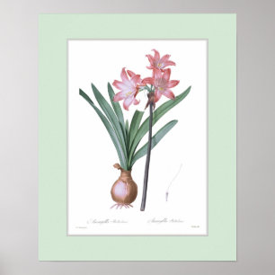 Amaryllisbelladonna, beställnings- gräns poster