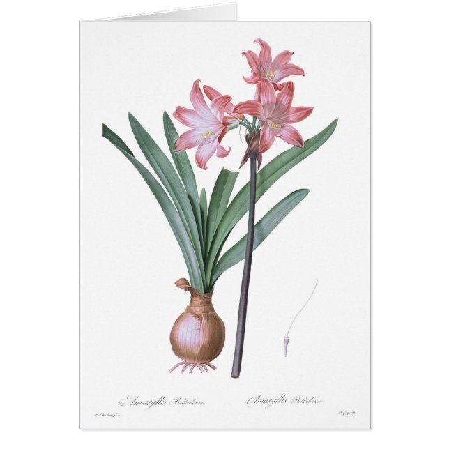 Amaryllisbelladonna Hälsningskort (Framsidan)