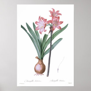 Amaryllisbelladonna Poster