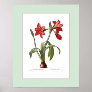 Amaryllisbrasiliensis, beställnings- gräns poster