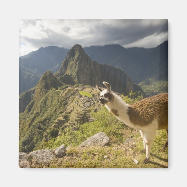 Amas och en överblick över Machu Picchu. Magnet (Framsidan)