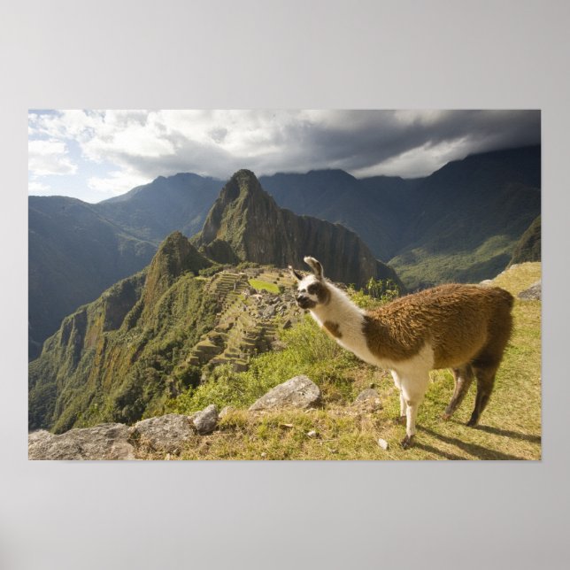 Amas och en överblick över Machu Picchu. Poster (Framsidan)
