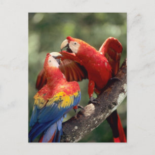 Amason Brasilien. Para av scharlakansröda Macaws Vykort