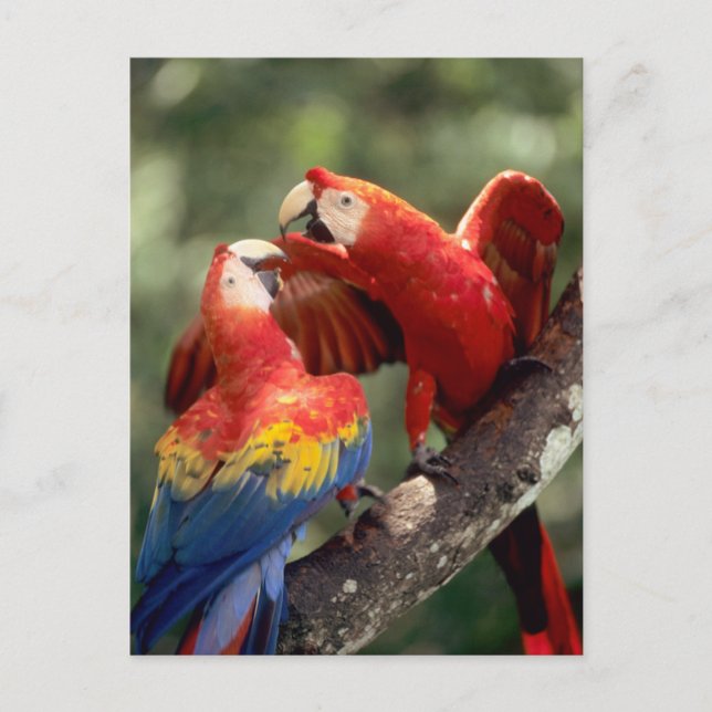 Amason Brasilien. Para av scharlakansröda Macaws Vykort (Framsida)