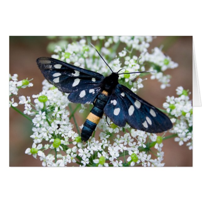 Amata phegea hälsningskort (Framsidan Horizontal)