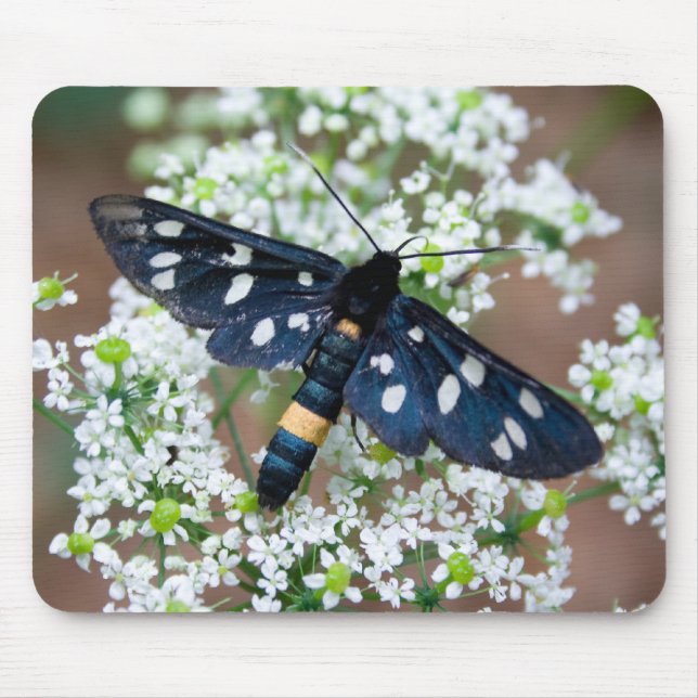 Amata phegea musmatta (Framsidan)