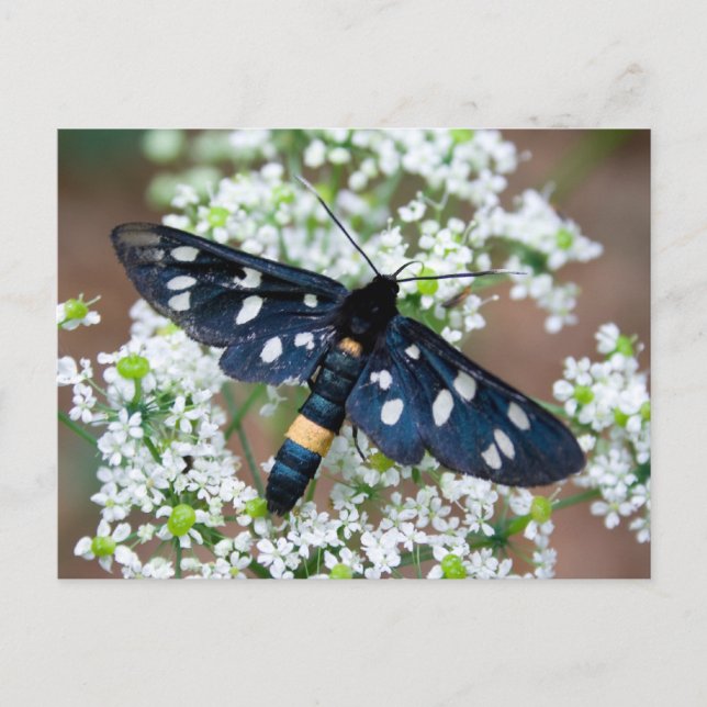 Amata phegea vykort (Framsida)