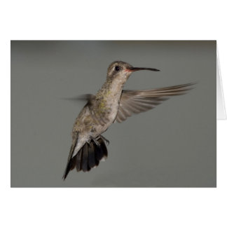 Amazilia rutila - Cinnamon Hummingbird Hälsningskort