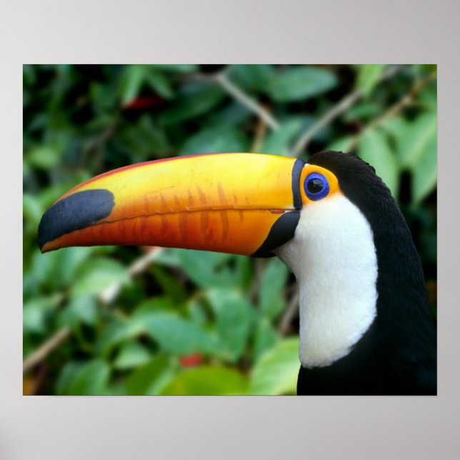 Amazon, Brasilien. Gult-belagd pekskärm med vit Poster (Framsidan)