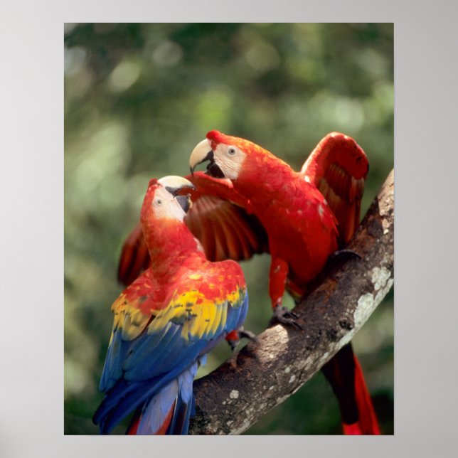 Amazon, Brasilien. Scarlet Macaws (Ara) Poster (Framsidan)
