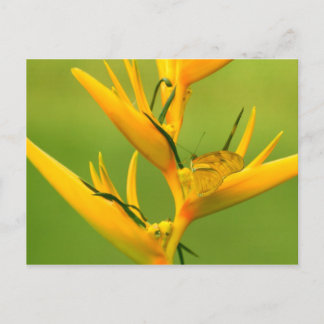 Amazon Humane Society: Amazon Nature Series Vykort