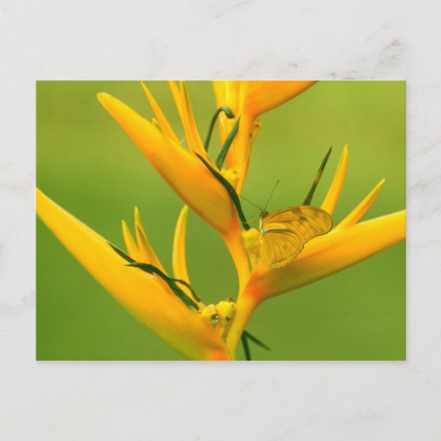 Amazon Humane Society: Amazon Nature Series Vykort (Framsida)