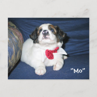 Amazon Humane Society Postcard: Precious Hund Seri Vykort