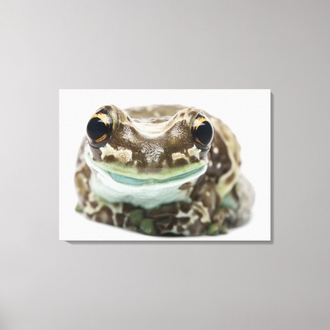 Amazon Mjölk Frog - Trachycephalus resinifictrix Canvastryck (Framsida)