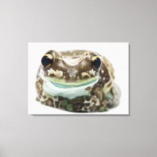Amazon Mjölk Frog - Trachycephalus resinifictrix Canvastryck