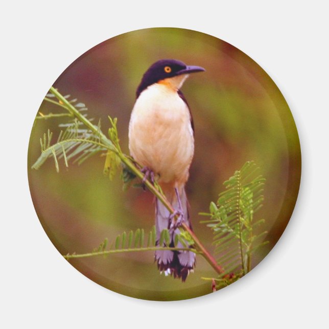 Amazon Nature Series: Peach Bird Magnet (Framsidan)